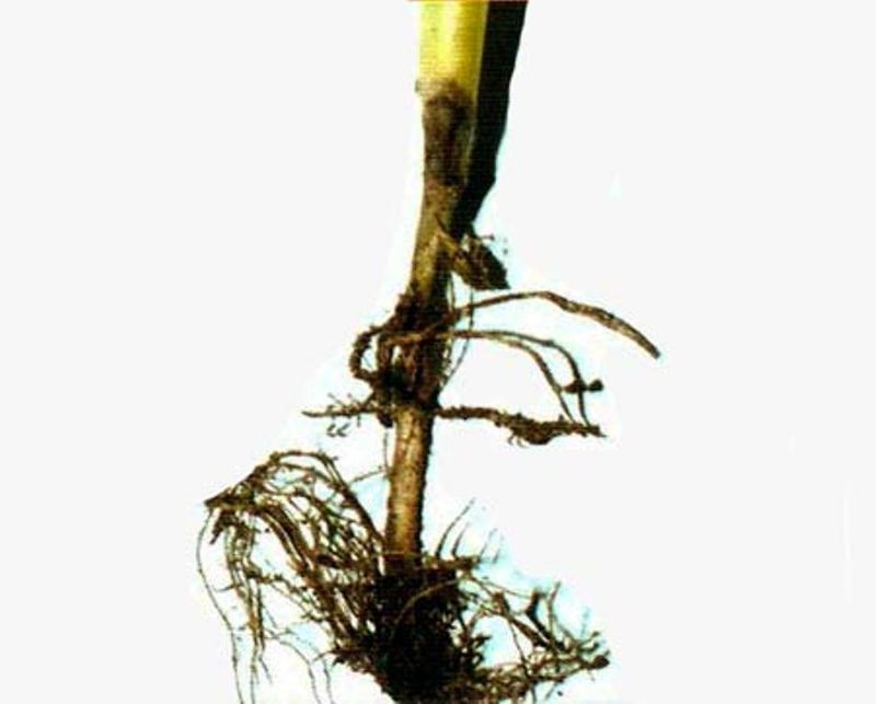 Черная ножка укропа вызывает гниль стебля у корневой шейки