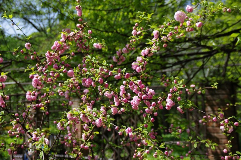 Цветение сакуры в Аптекарском огороде 