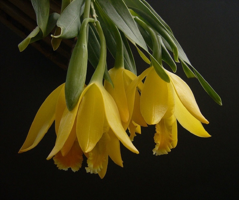 Цветки распустившейся орхидеи Энциклии похожи на тюльпаны