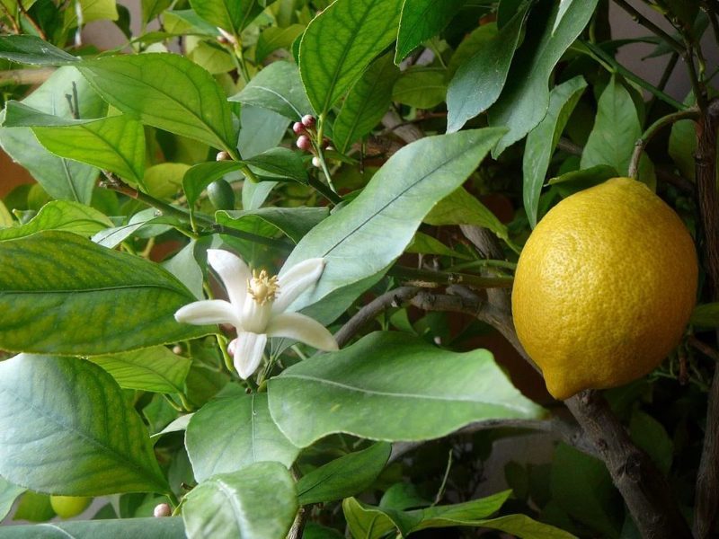 Лимон Павловский в период цветения