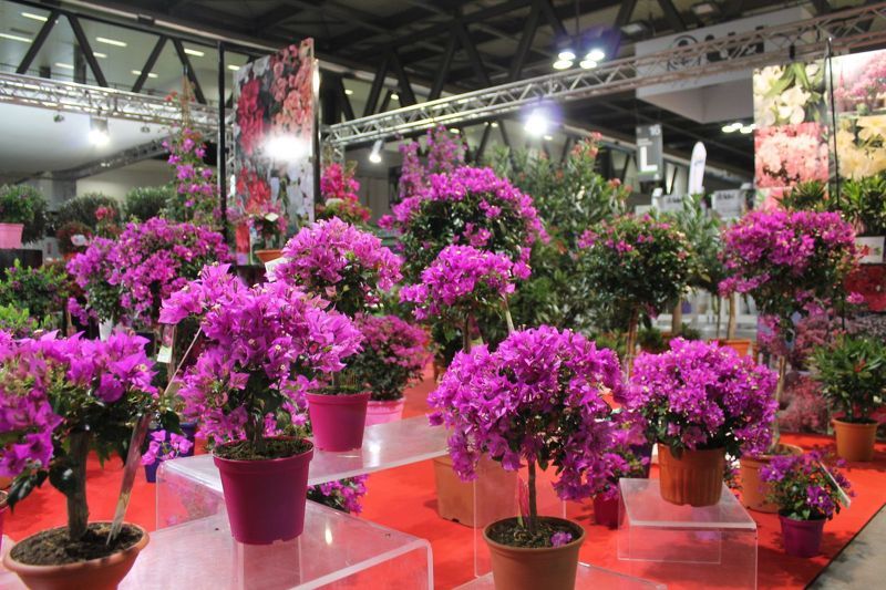 Цветы на выставке Myplant & Garden