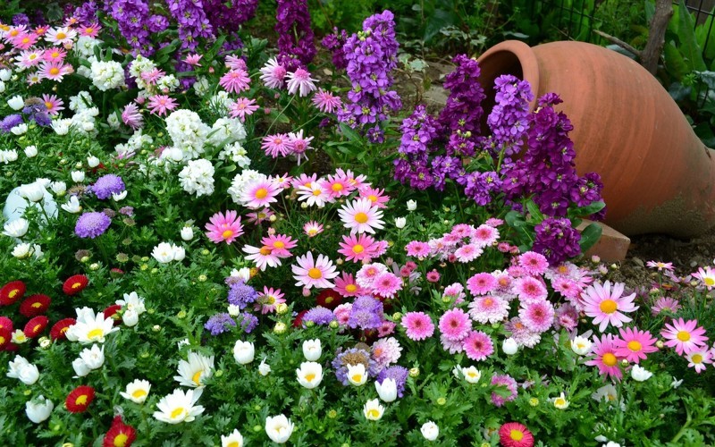 Цветы в саду: фото, описание культур, композиции