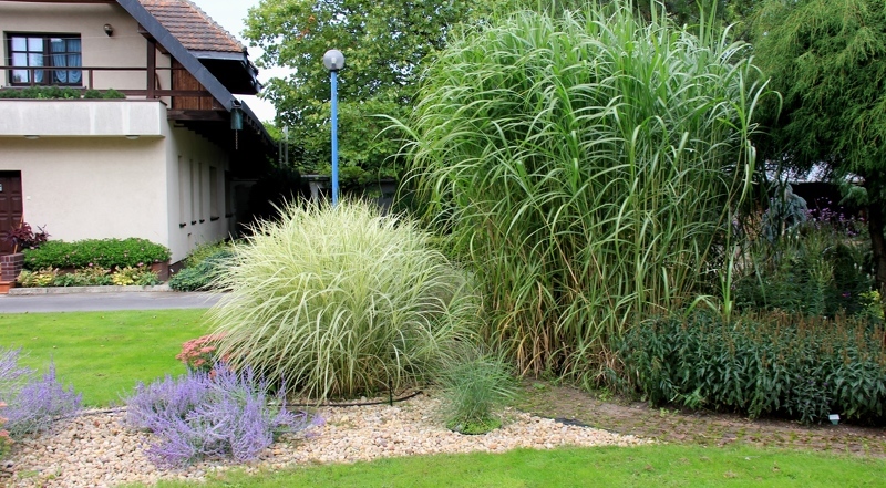 Декоративная трава для сада поможет разнообразить и украсить участок