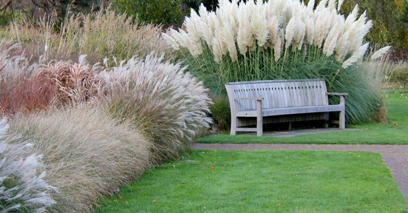 Декоративные травы в дизайне сада позволят создать уютный уголок для отдыха