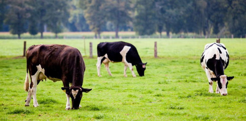 Выпасая коров на Фита пастухи внимательно следили за тем, сколько они едят