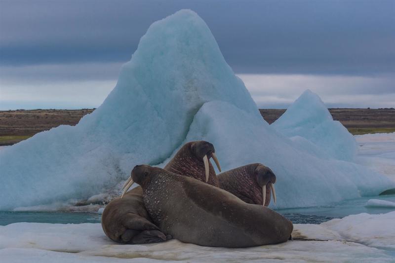 День моржа - экологический праздник защиты животных