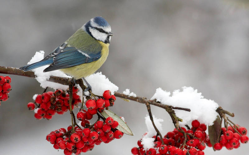 День защиты птиц в России отмечают в октябре и в ноябре