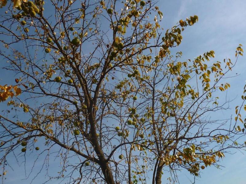 Адамово Яблоко Фото Дерева И Плодов