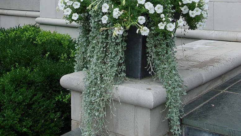 Дихондра серебристая - стелющееся декоративное растение