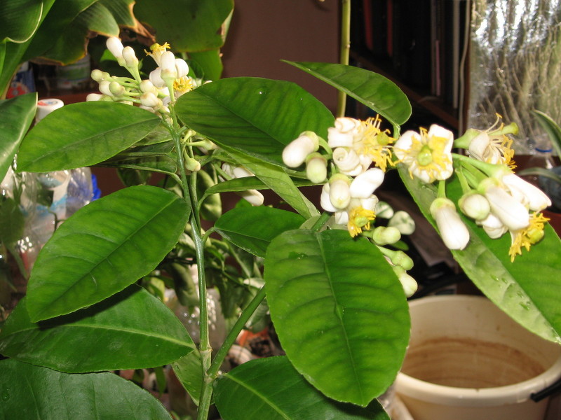 Домашнее лимонное дерево в цвету