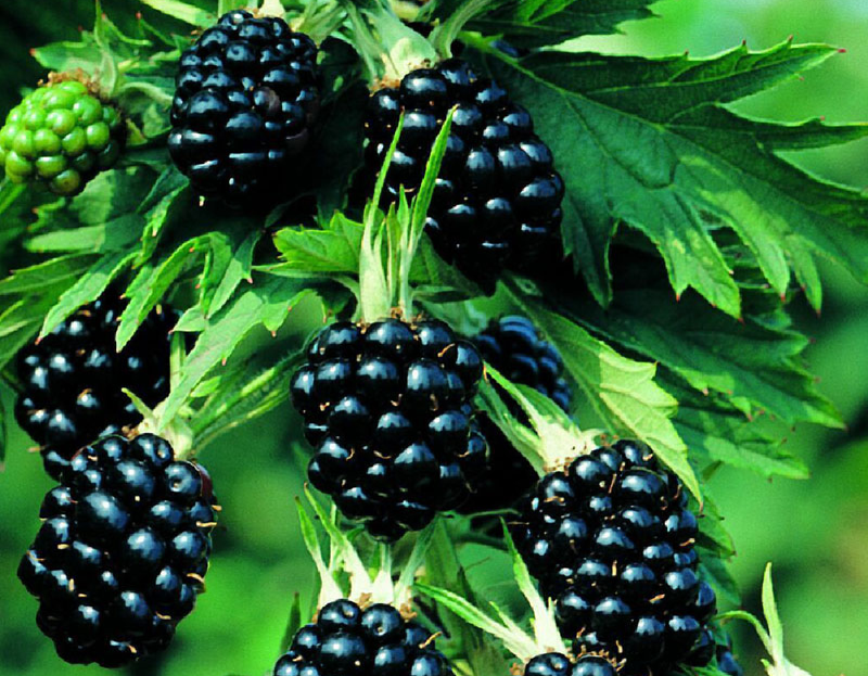 Плоды Ежевики Блэк Сатин похожи по цвету на черный шелк, за что сорт и получил свое название