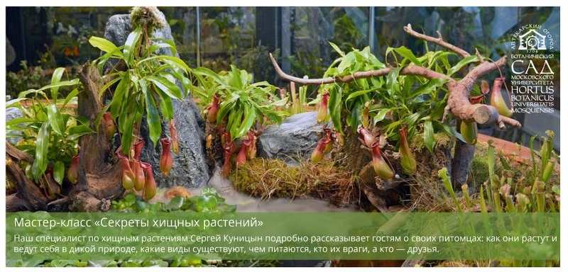 Фестиваль Тропическая зима в Аптекарском огороде