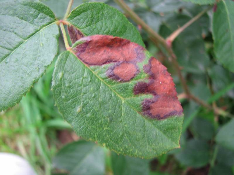 Филлостиктоз листьев роз - как распознать болезнь