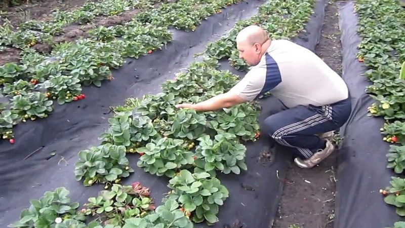 Финская технология выращивани клубники