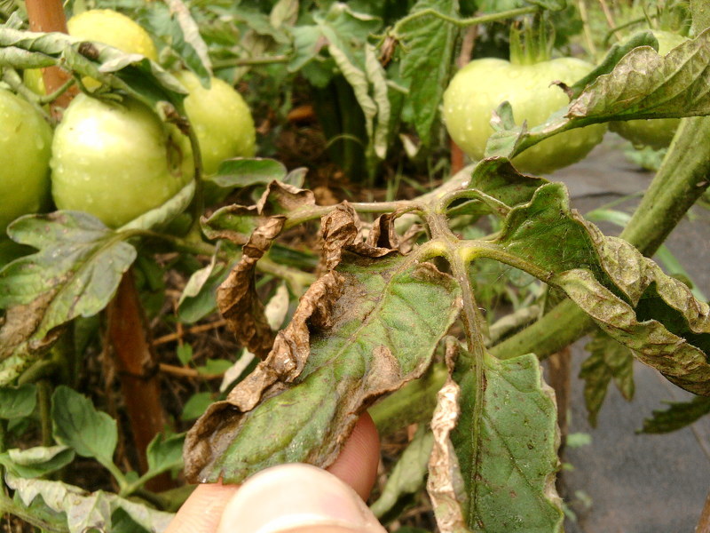 Фитофтора на помидорах - поврежденное растение
