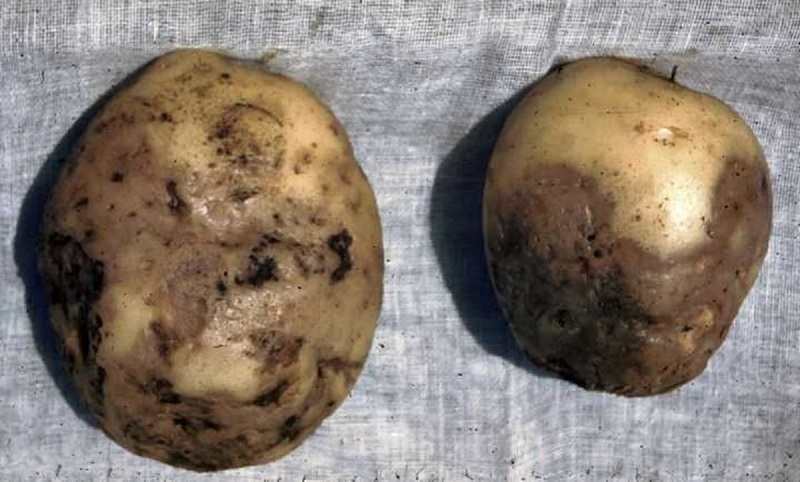 Фитофтороз картофеля ежегодно становится причиной потери части урожая