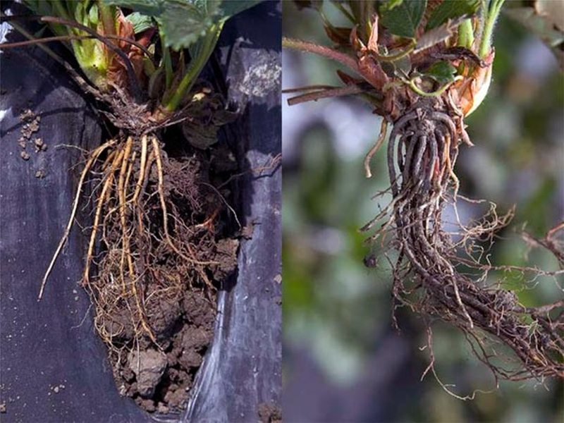 Фитофтороз корней на кустах клубники