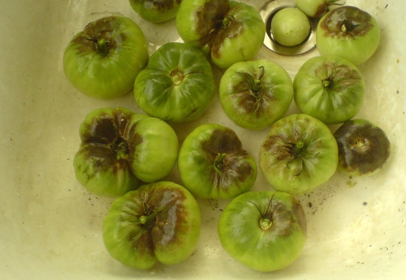 Фитофтороз томатов лечение йодом и сывороткой