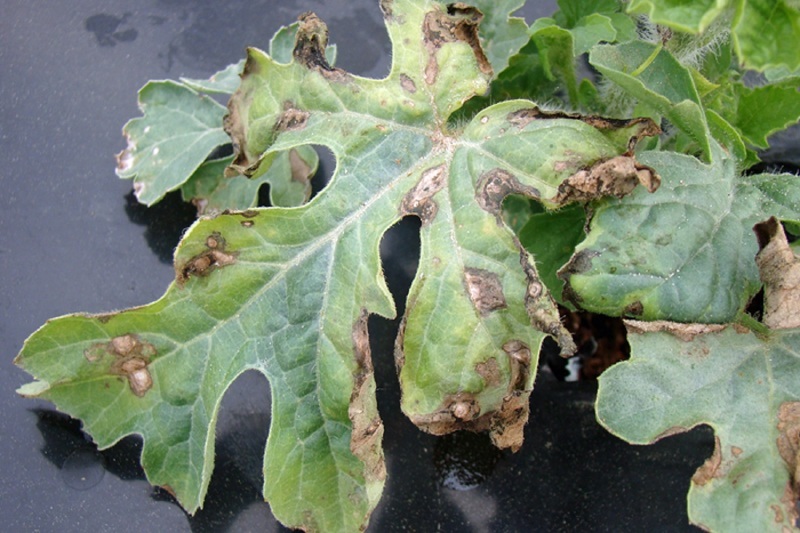 Фузариоз повреждает побеги и листья арбуза, вызывая увядание