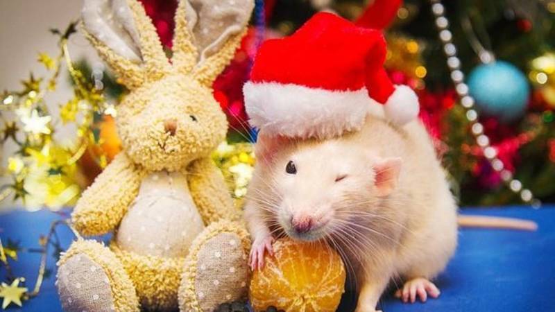 Новый год Крысы 2020 - что одеть и приготовить к празднику