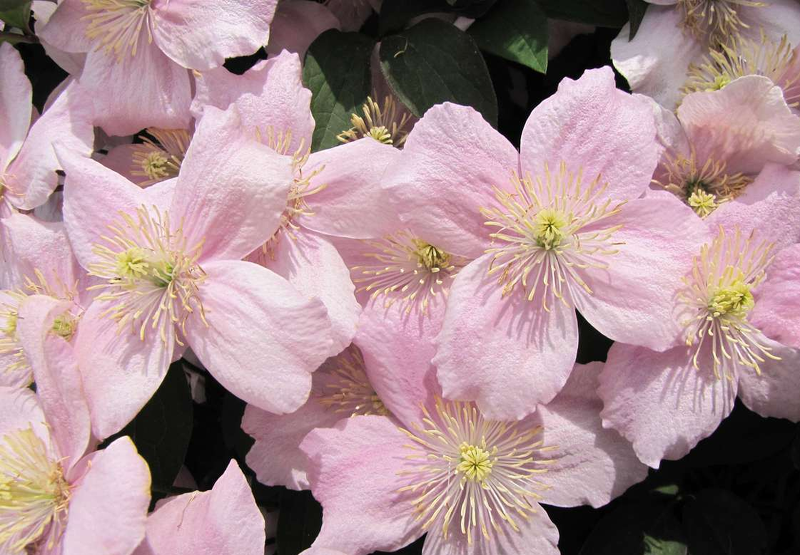 Горный розовый клематис поражает нежностью цветков с потрясающим ароматом