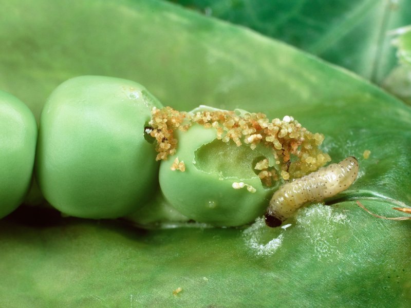 Гороховая плодожорка - повреждает все виды бобовых полностью уничтожая зерна