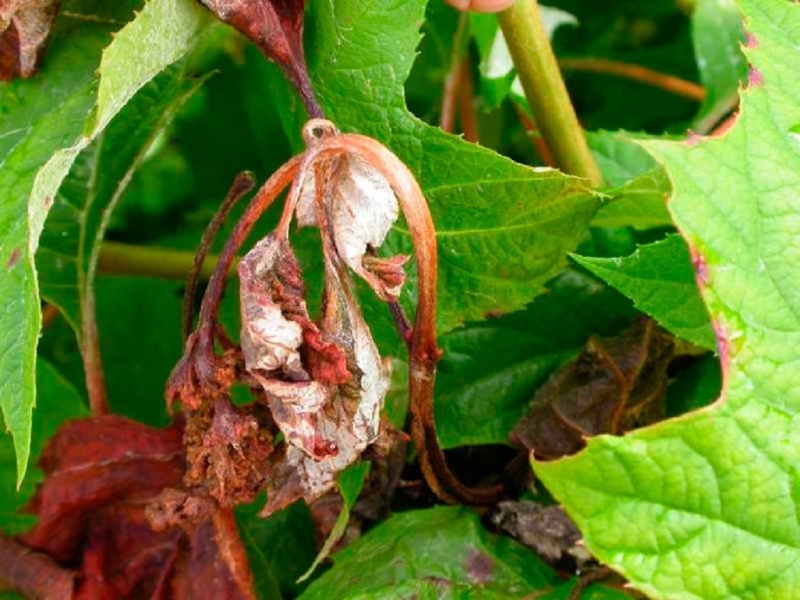 Пораженная гортензия - болезнь опадания листьев