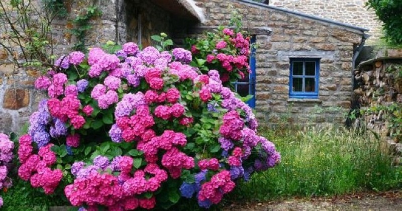 Гортензия садовая - прекрасный декоративный кустарник
