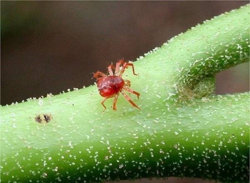 Гортензия садовая, болезни и вредители - фото паутинного клеща
