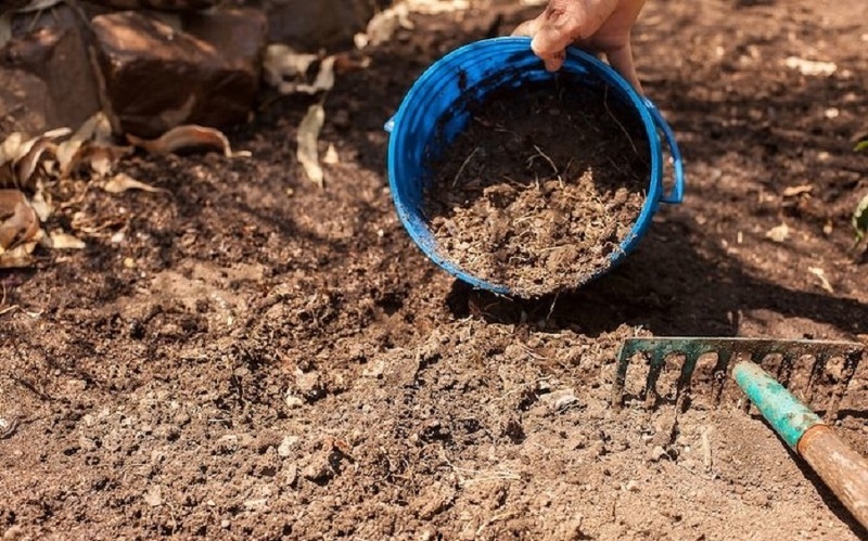 Добавление компоста и опилок в почву под кабачки