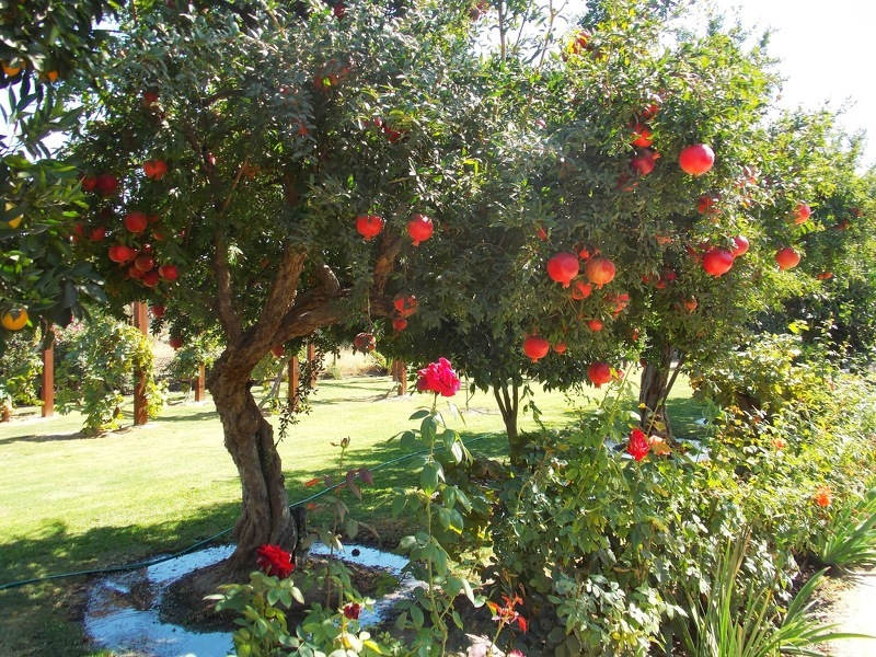 Гранатовое дерево перед сбором урожая
