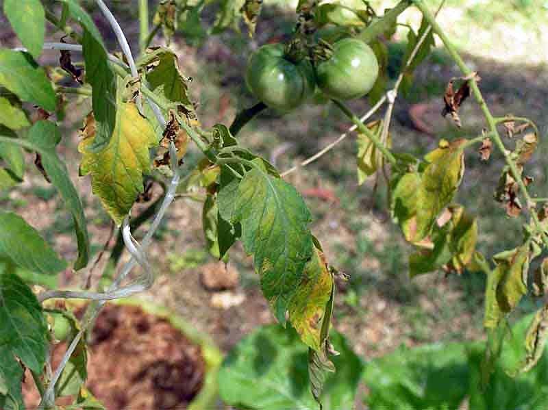 Грибковые болезни помидоров и борьба с ними фото: кладоспориоз