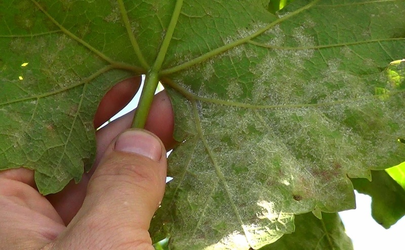 Милдью или ложная мучнистая роса - грибковая болезнь винограда