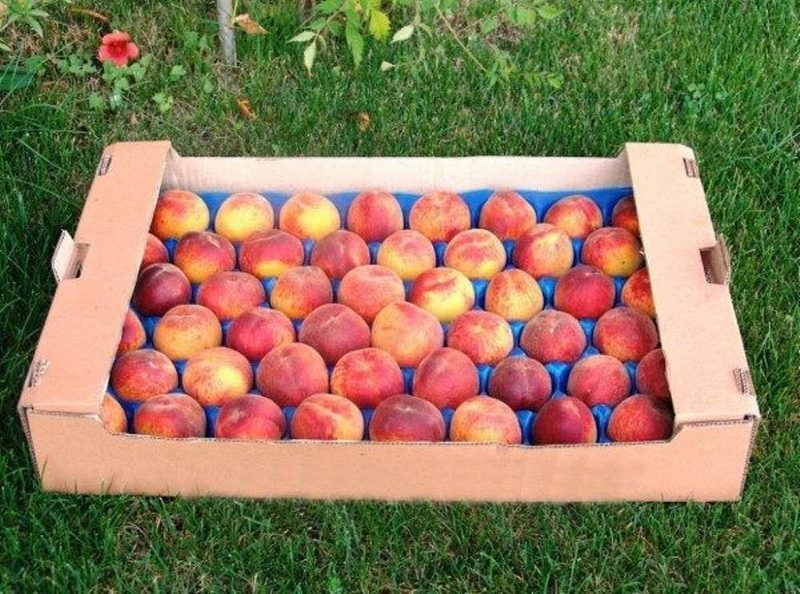 Хранение персиков в коробке с отдельными ячейками