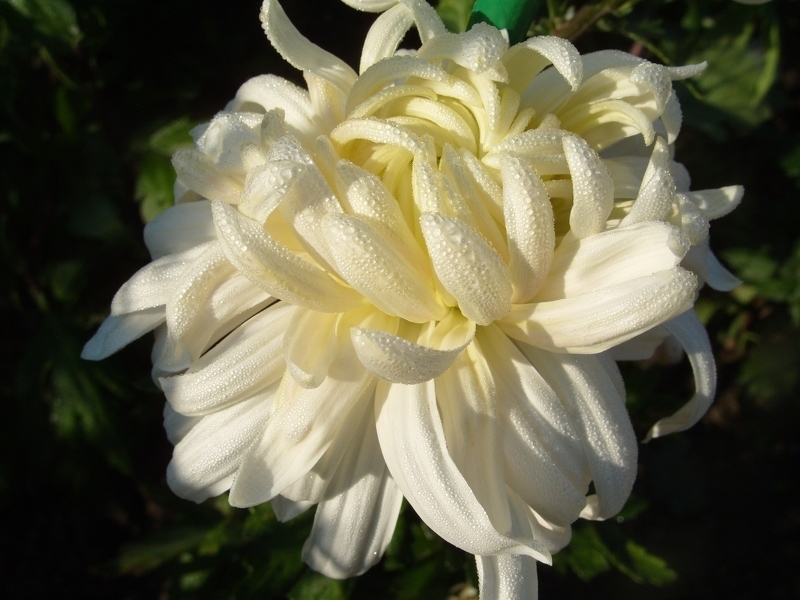Хризантема валентина терешкова фото