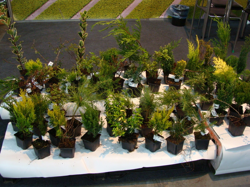 Хвойники на международной выставке садоводства Myplant & Garden