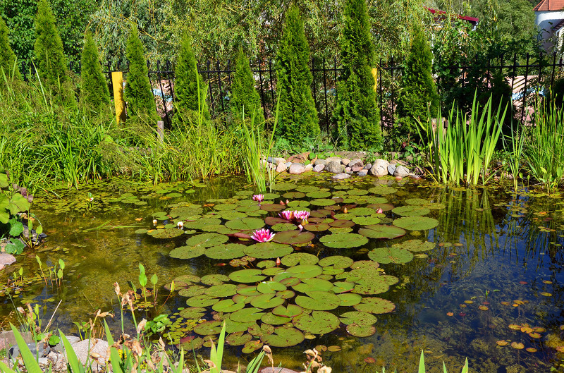 Расположите декоративное болото возле забора, посреди зеленых насаждений