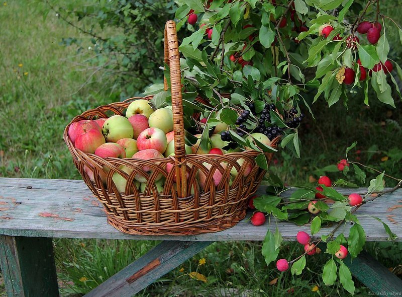 Сбор урожая фруктов в Ильин день