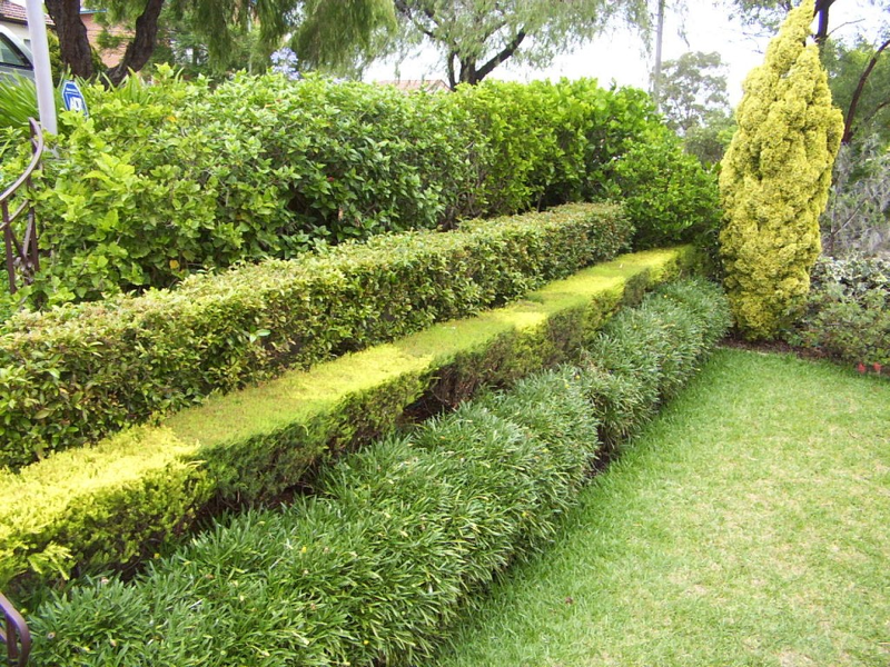 Зеленая изгородь может заменить декоративный забор для сада, но за ней нужен регулярный уход