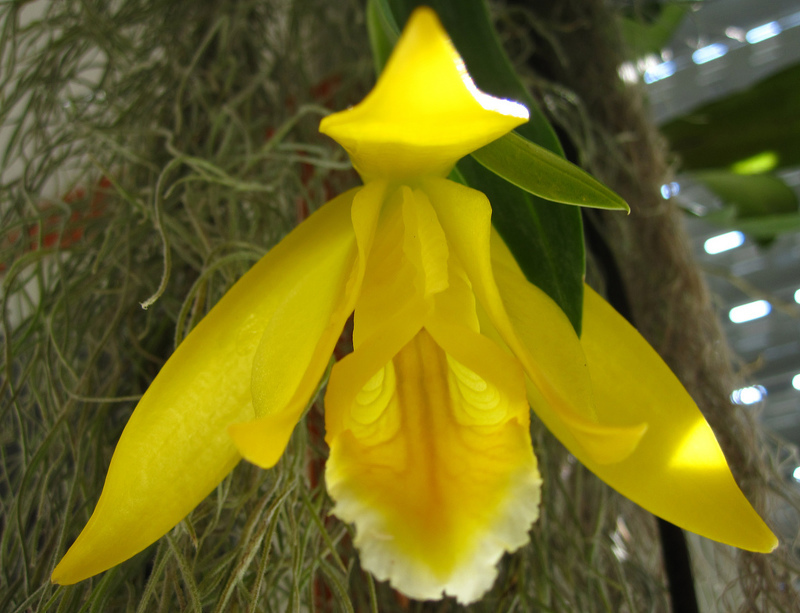 Энциклия - удивительная орхидея похожая на тюльпан