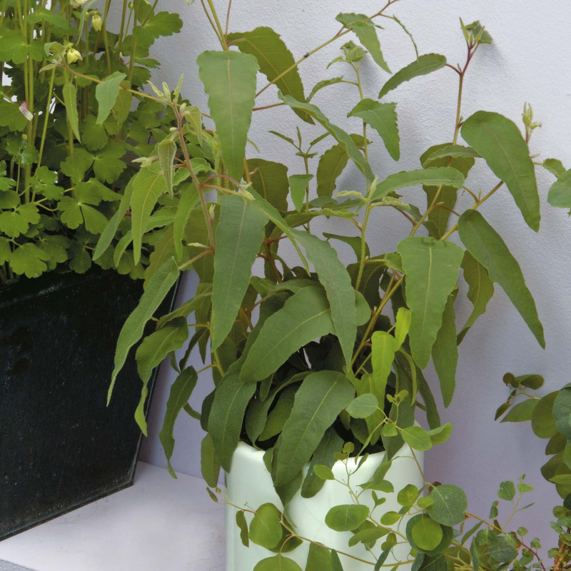 Взрослое растение эвкалипта пересаживают раз в три года