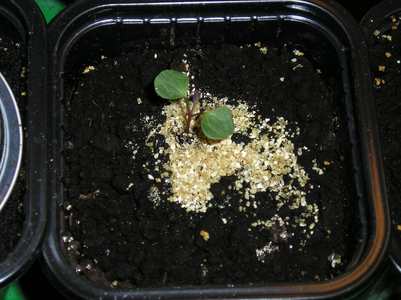 Семена эвкалипта прорастают быстро и сеянцы необходимо пикировать