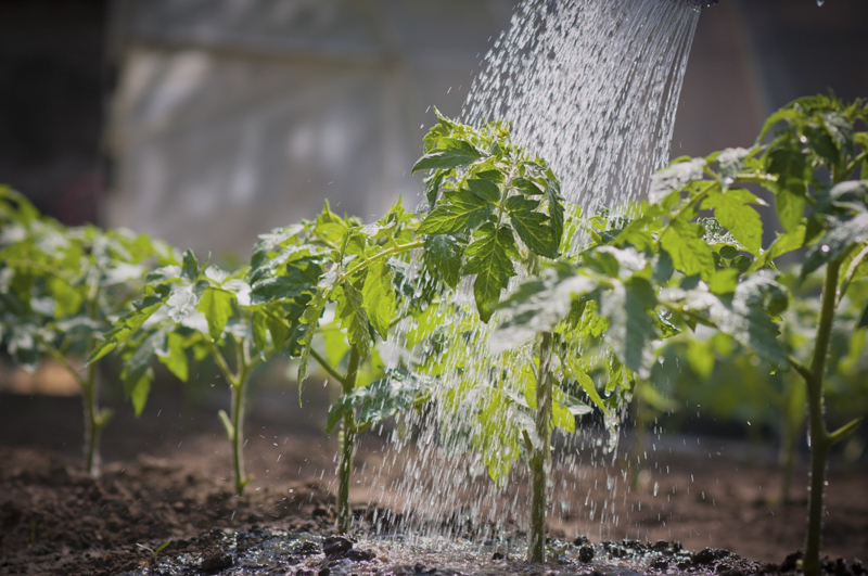 Своевременный полив убережет томаты от скручивания листьев