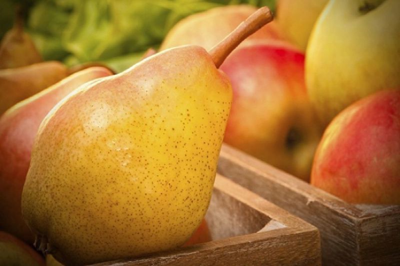 Как правильно хранить ранние груши и яблоки