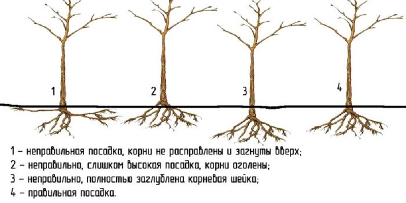 Как правильно посадить плодовое дерево