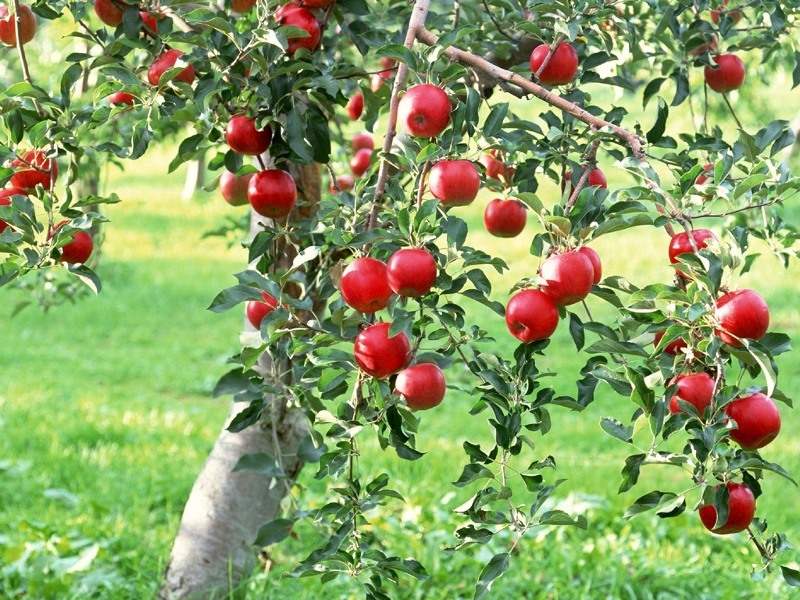 Технология посадки плодовых деревьев