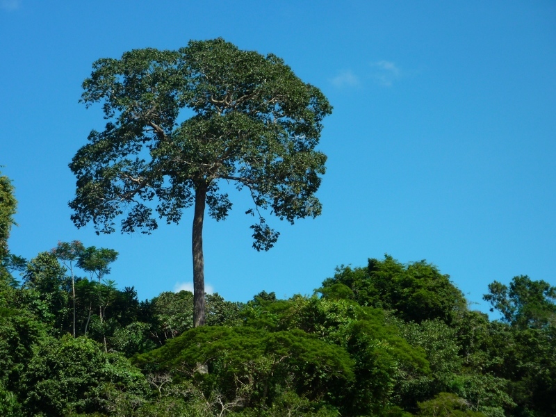 Как растет бразильский орех: дерево Бертолетия