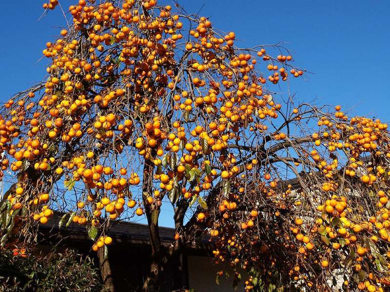 Как растет хурма: плодоносящее дерево