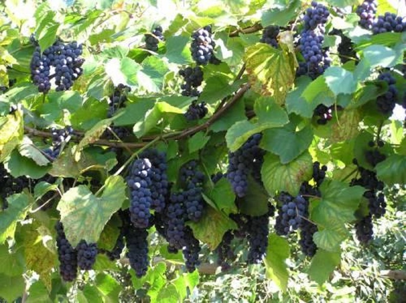 Как должен расти виноград на даче (39 фото)
