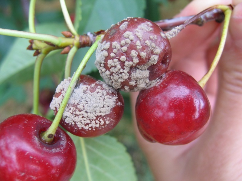 Как выражается монилиоз вишни на плодах